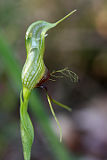 Bird Orchid (Pterostylis barbata)