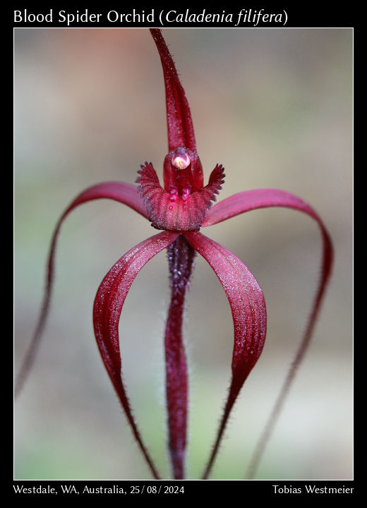 Blood Spider Orchid (Caladenia filifera)