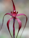 Blood Spider Orchid (Caladenia filifera)