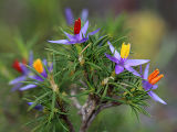 Blue Tinsel Lily (Calectasia narragara)