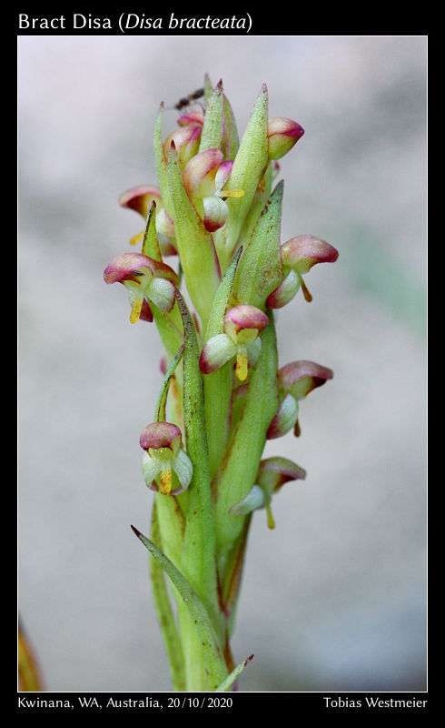 Bract Disa (Disa bracteata)