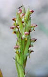 Bract Disa (Disa bracteata)