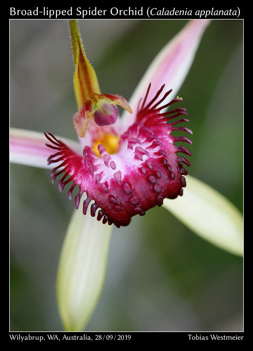 Broad-lipped Spider Orchid (Caladenia applanata)