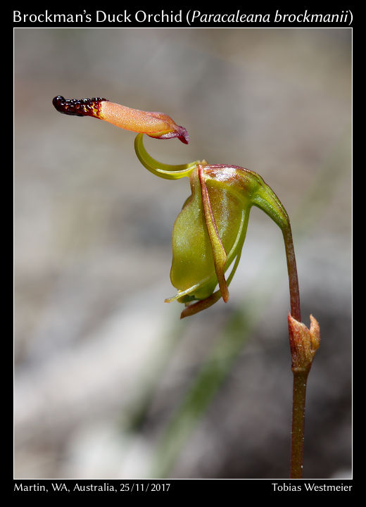 Brockman’s Duck Orchid (Paracaleana brockmanii)