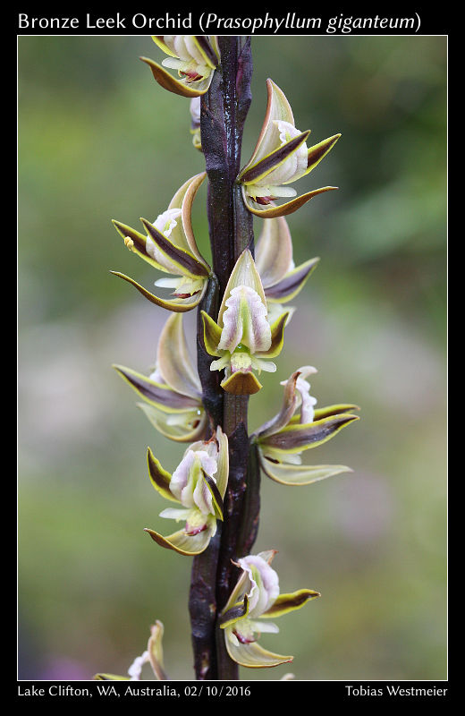 Bronze Leek Orchid (Prasophyllum giganteum)