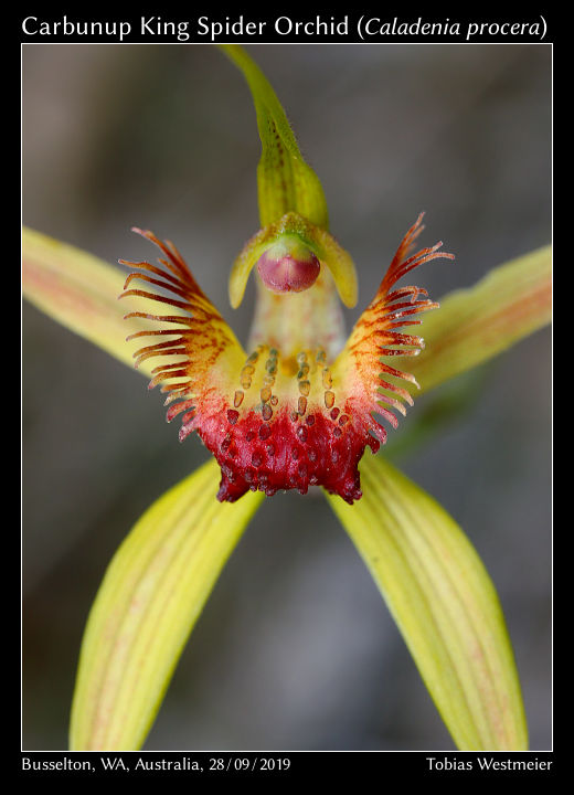 Carbunup King Spider Orchid (Caladenia procera)