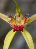 Carbunup King Spider Orchid (Caladenia procera)