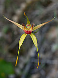 Carbunup King Spider Orchid (Caladenia procera)