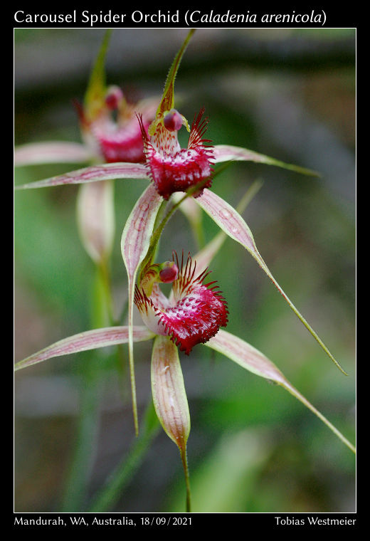 Carousel Spider Orchid (Caladenia arenicola)