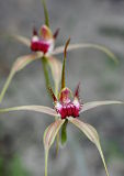 Carousel Spider Orchid (Caladenia arenicola)