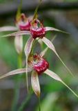 Carousel Spider Orchid (Caladenia arenicola)