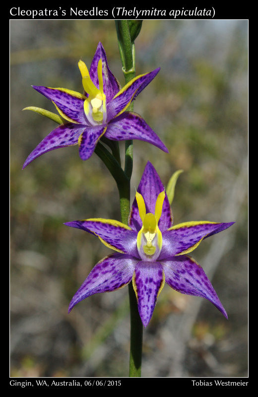 Cleopatra’s Needles (Thelymitra apiculata)