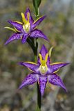 Cleopatra’s Needles (Thelymitra apiculata)