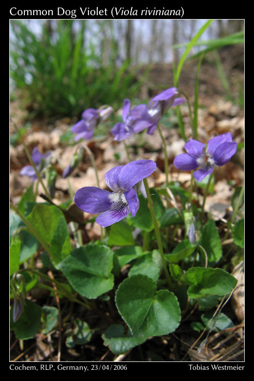 Common Dog Violet (Viola riviniana)