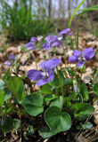 Common Dog Violet (Viola riviniana)