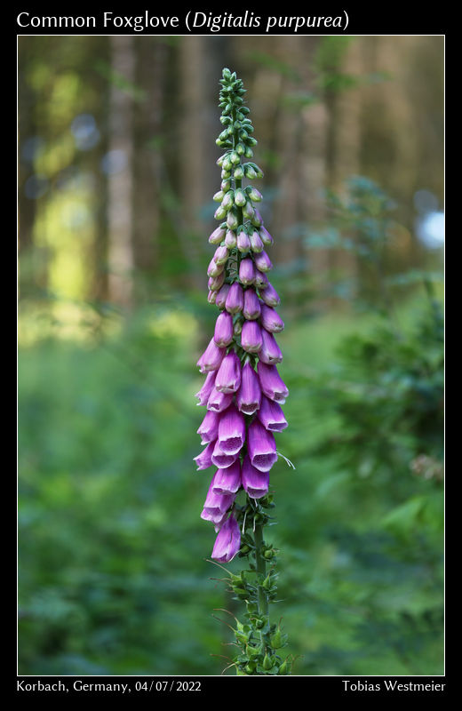 Common Foxglove (Digitalis purpurea)