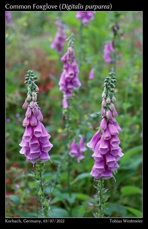 Common Foxglove (Digitalis purpurea)