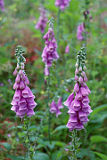 Common Foxglove (Digitalis purpurea)