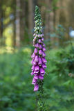 Common Foxglove (Digitalis purpurea)