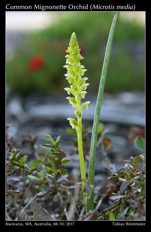 Common Mignonette Orchid (Microtis media)