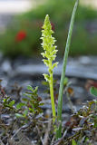 Common Mignonette Orchid (Microtis media)