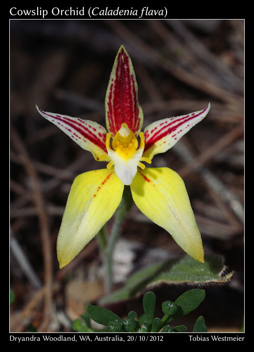 Cowslip Orchid (Caladenia flava)