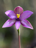 Curly Locks (Thelymitra spiralis)