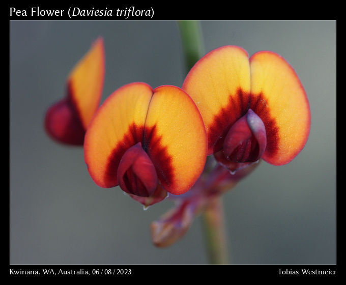 Pea Flower (Daviesia triflora)