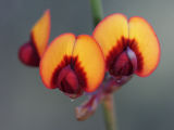 Pea Flower (Daviesia triflora)