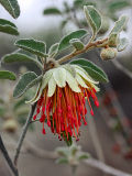 Diplolaena graniticola