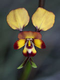 Donkey Orchid (Diuris sp.)