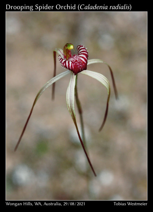Drooping Spider Orchid (Caladenia radialis)