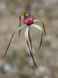 Drooping Spider Orchid (Caladenia radialis)