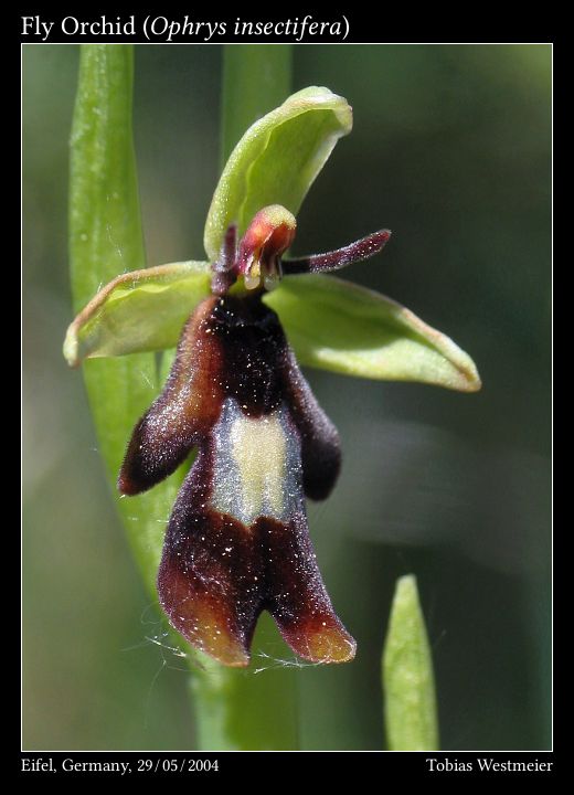 Fly Orchid (Ophrys insectifera)