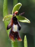 Fly Orchid (Ophrys insectifera)