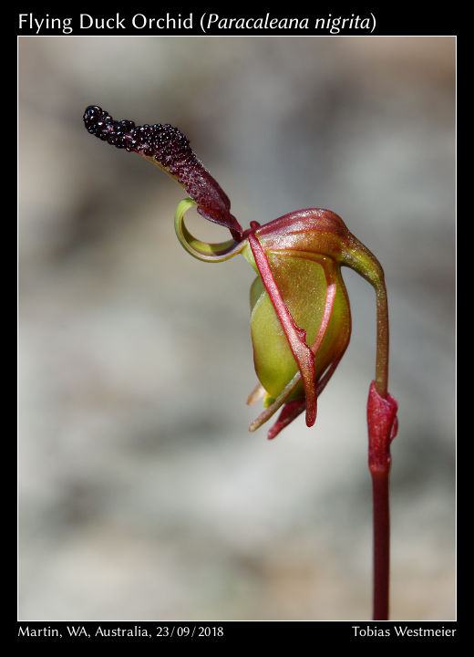 Flying Duck Orchid (Paracaleana nigrita)