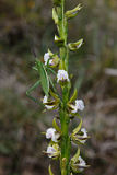 Fringed Leek Orchid (Prasophyllum fimbria)