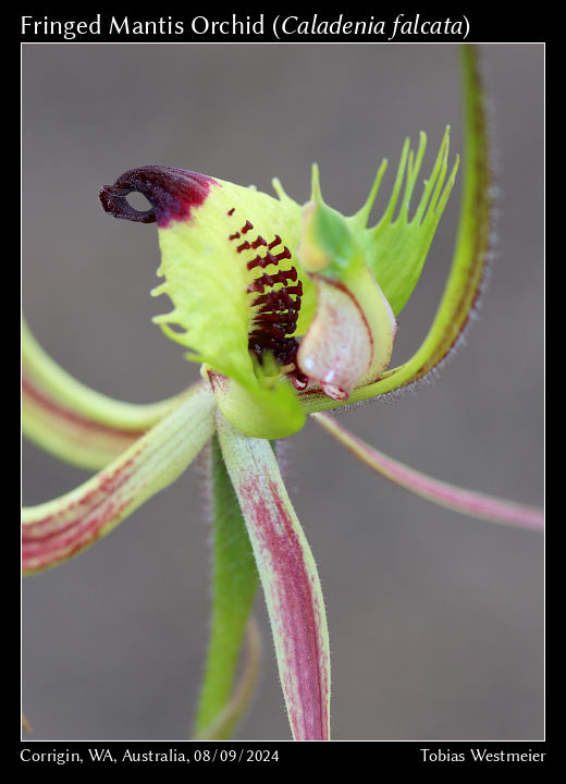 Fringed Mantis Orchid (Caladenia falcata)
