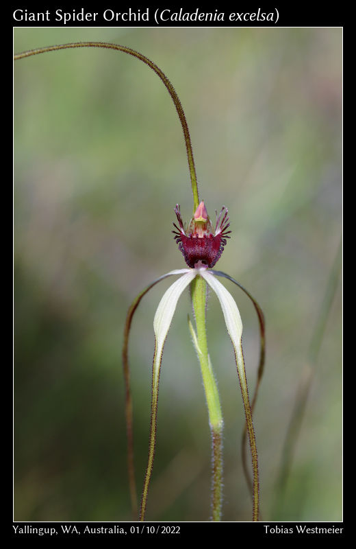 Giant Spider Orchid (Caladenia excelsa)