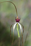 Giant Spider Orchid (Caladenia excelsa)