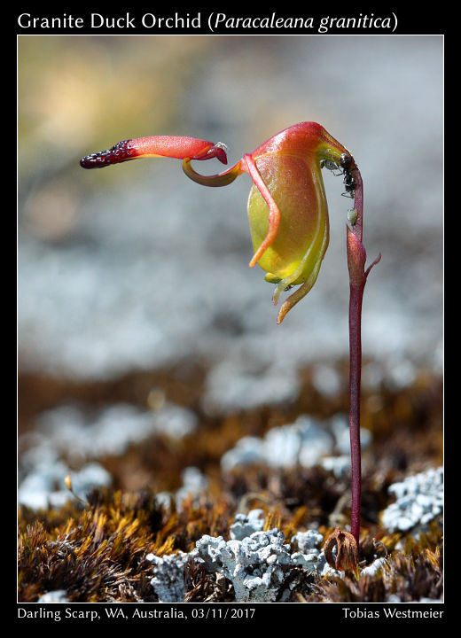 Granite Duck Orchid (Paracaleana granitica)