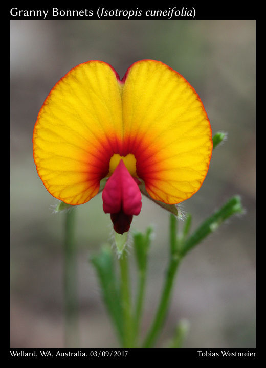 Granny Bonnets (Isotropis cuneifolia)