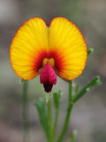 Granny Bonnets (Isotropis cuneifolia)