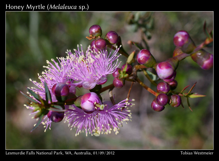 Honey Myrtle (Melaleuca sp.)