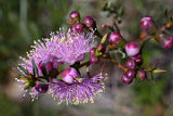 Honey Myrtle (Melaleuca sp.)