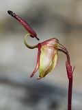 Hort’s Duck Orchid (Paracaleana hortiorum)