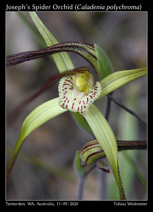 Joseph’s Spider Orchid (Caladenia polychroma)