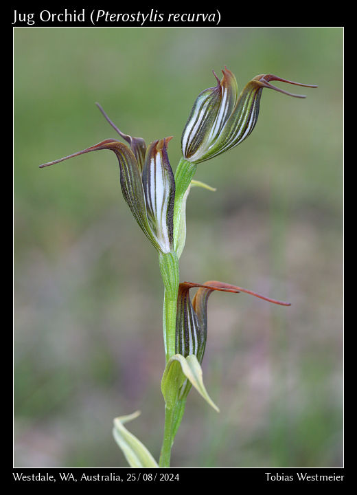 Jug Orchid (Pterostylis recurva)