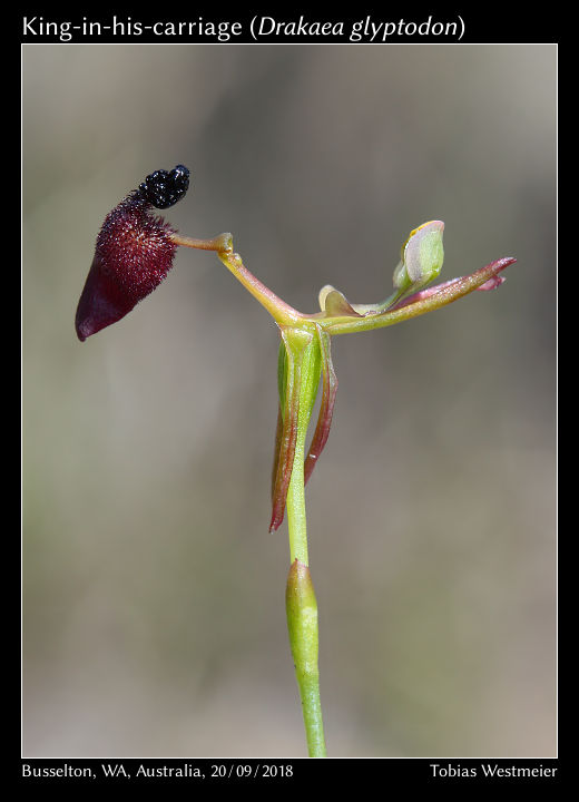 King-in-his-carriage (Drakaea glyptodon)