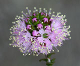 Kunzea recurva
